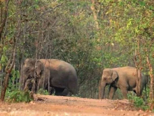 हाथी के हमले से बालक की मौत