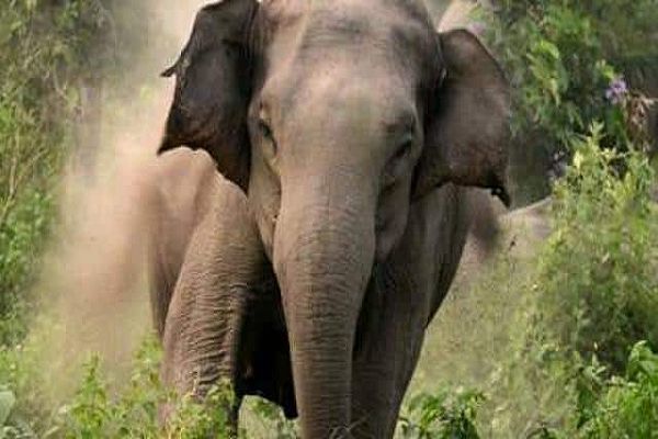 हाथी के हमले में ग्रामीण की मौत, डोरी बीनने गया था जंगल