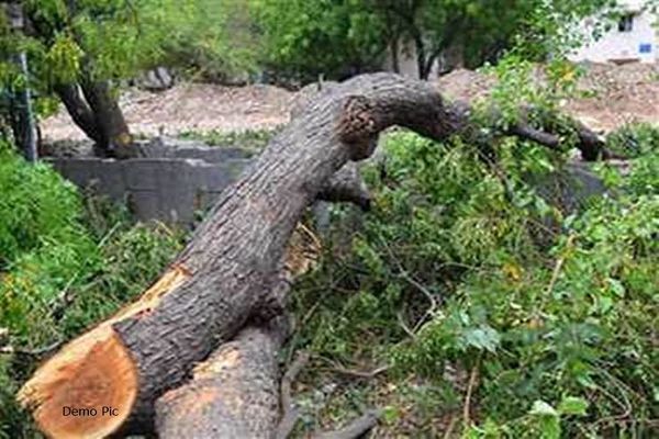 हमारा क्या कसूर, हम तो सड़क किनारे रहकर देते छांव, मुझे आज मेरे दर्द चिंता नहीं तुहारे कल की है फिक्र