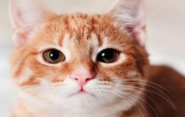 बिल्ली की हत्या से दो पक्षों में हुई मारपीट