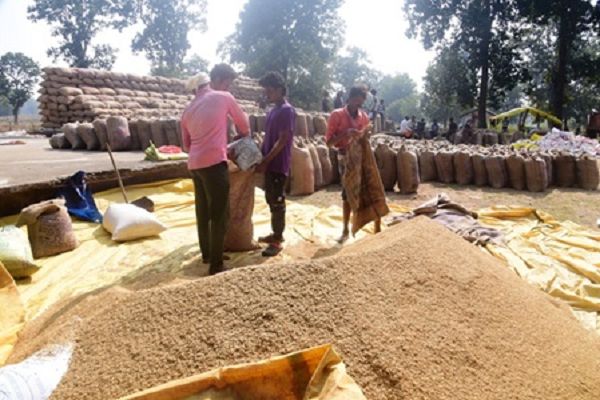 जिले में प्रति एकड़ 21 क्विंटल के मान से हो रही धान खरीदी