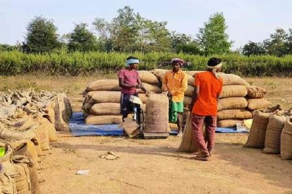  जिले में अब तक हुई 99 हजार मीट्रिक टन से ज्यादा धान की खरीदी