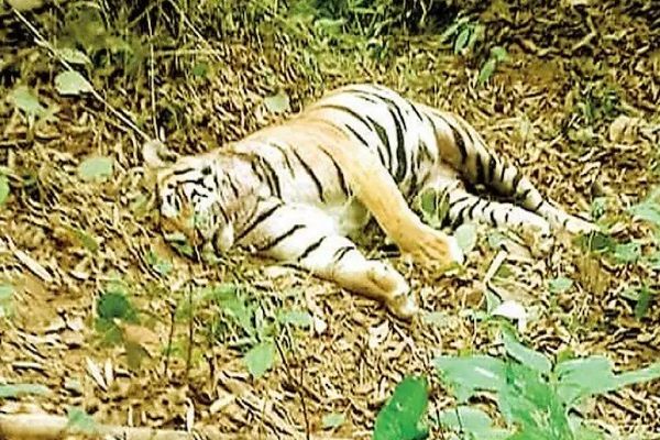 अचानकमार टाइगर रिजर्व में बाघिन की संदिग्ध मौत, जांच जारी