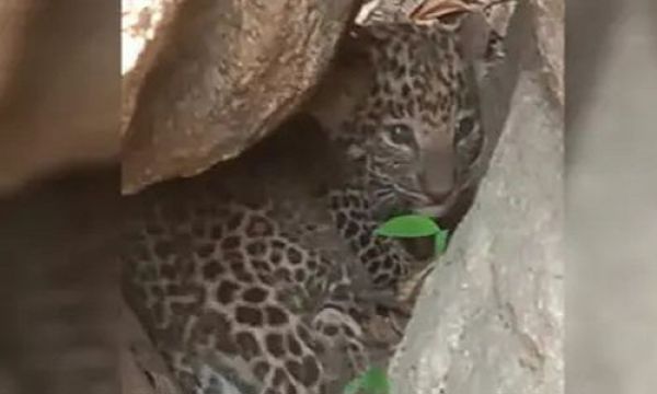 कांकेर के जुनवानी में देखा गया तेंदुए का शावक