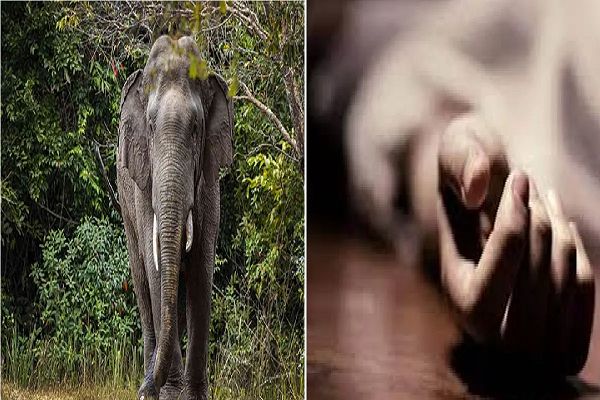 महुआ बीनने गई महिला पर हाथी ने किया हमला.. मौके पर हुई मौत, 17 दिन में 7 लोगों की गई जान