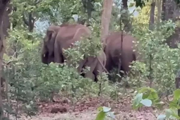 मैनपाट पहुंचा 9 हाथियों का दल: वन विभाग अलर्ट, ग्रामीणों को सतर्क रहने की चेतावनी
