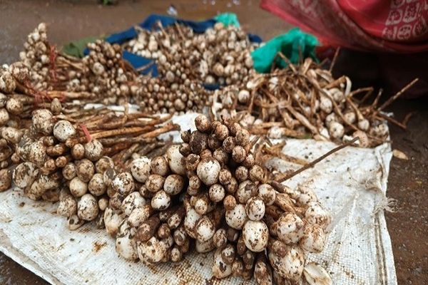 प्रदेश में बारिश के मौसम में सब्जियों की कीमतों ने तोड़े सभी रिकॉर्ड