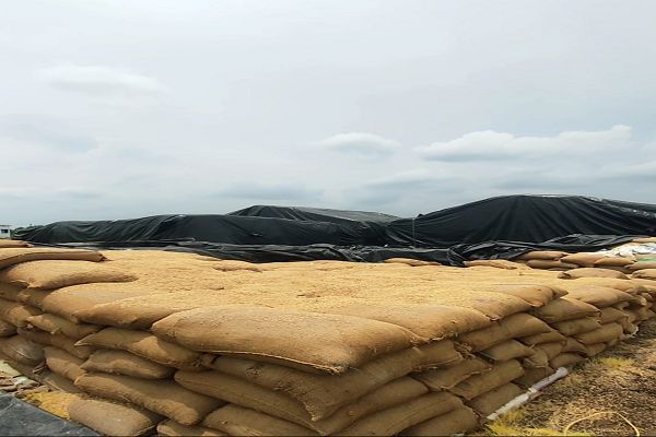  संग्रहण केंद्र बघर्रा में 6 माह से 41 करोड़ का धान जाम पड़ा
