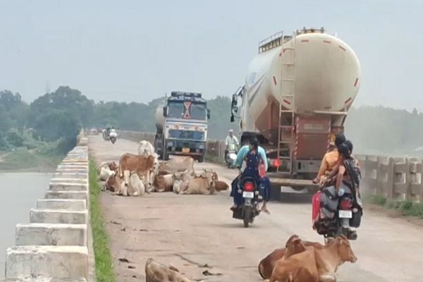 सड़कों पर गौवंश का डेरा: हादसों में बढ़ोतरी, प्रशासन की चुप्पी पर उठे सवाल...
