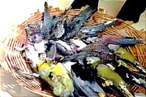 बालोद जिले के जंगलों में वन्यजीव शिकार का खुलासा, दर्जनों पक्षियों और हथियार के साथ दो युवक पकड़े गए