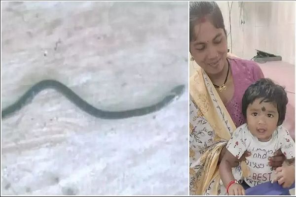 9 महीने की बच्ची ने जहरीले करैत को काटा, कुछ ही मिनटों में तोड़ा दम...