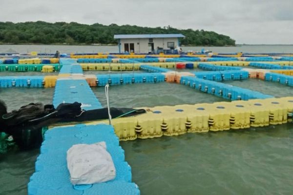 गंगरेल जलाशय से आर्द्रभूमि क्षेत्र केजों का स्थानांतरण