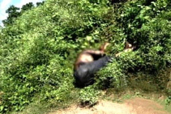  नारागांव में झाड़ियों से सड़ा-गला शव बरामद