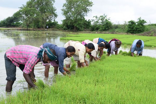 लेख : रजत महोत्सव : धमतरी जिले की कृषि प्रगति : 25 वर्षों की उपलब्धियों की सुनहरी गाथा