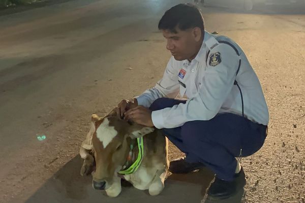  गौ माता को रेडियम बेल्ट पहनाने की  पहल &ndash; सड़क सुरक्षा में कबीरधाम पुलिस का मानवीय प्रयास