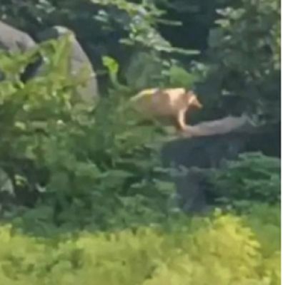 मरवाही वनमंडल में एक साल बाद फिर से दिखा दुर्लभ सफेद भालू