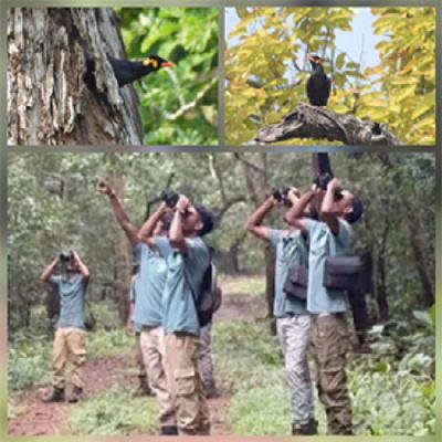 राष्टीय पक्षी पहाड़ी मैना के संरक्षण-संवर्धन से राष्ट्रीय उद्यान में 600 से अधिक मैना दिखे