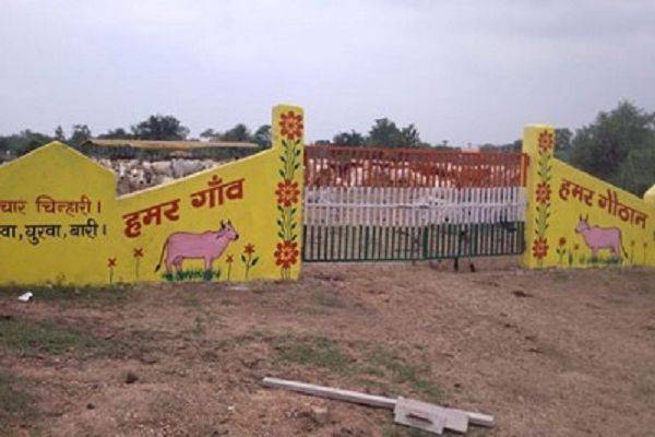 गौठान में भुखमरी, 12 मवेशियों की मौत