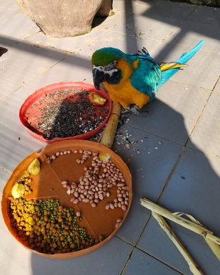 जगदलपुर के लामनी एवीयरी में नए मेहमानों का हुआ स्वागत