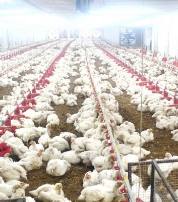 10,000 चूजों की क्षमता वाले एयर कंडीशनर मुर्गी फार्म का संचालन कर रही है माँ लक्ष्मी महिला समूह