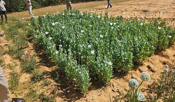 ड्रोन सर्वे में खुली अफीम खेती की पोल, दो आरोपी गिरफ्तार, फसल जब्त