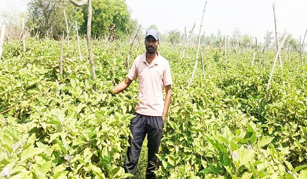ग्राफ्टेड बैंगन की उन्नत खेती से अमृत बंजारे की आर्थिक स्थिति हुई सुदृढ़