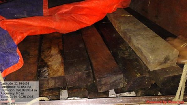 लकड़ी के अवैध परिवहन पर वन अमले ने किया पिकअप वाहन जब्त