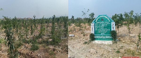 बंजर डंप क्षेत्र से हरा-भरा जंगल बनने की ओर गेवरा की अनूठी पहल