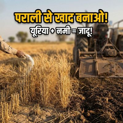 पराली जलाना नुकसान नहीं, मिट्टी में मिलाना है असली निवेश: जलवायु परिवर्तन के संदर्भ में एक महत्वपूर्ण पहल डॉ अखिलेश कुमार  सिंह , वरिष्ठ कृषि    सलाहकार , छत्तीसगढ़ 