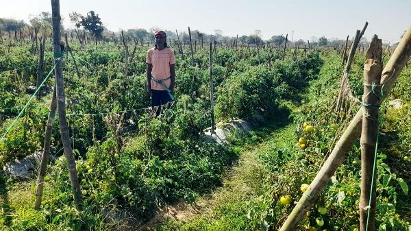 राष्ट्रीय कृषि विकास योजना से फायदा : ग्राफ्टेड टमाटर की खेती से दुबेलाल का बढ़ा मुनाफा