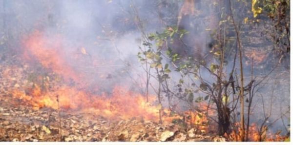 उदंती अभ्यारण्य एवं गरियाबंद वन मंडल के जंगलों में लगी आग, मैदानी अधिकारी मुख्यालय में नहीं रहते हैं और फर्जी ड्यूटी डायरी व लॉक बुक लिख रहे हैं - मुरलीधर सिन्हा 