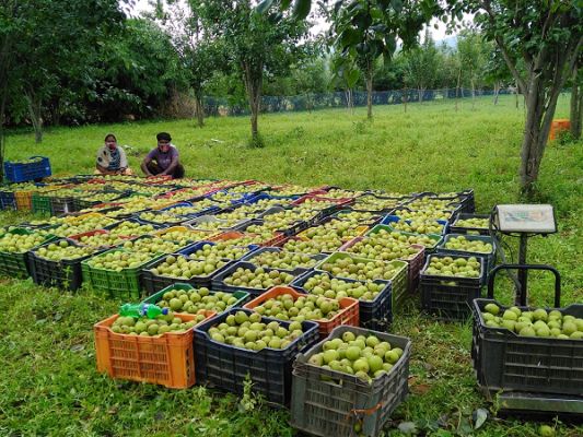  जशपुर की नाशपाती ने बदली किसानों की तकदीर, दूसरे राज्यों में बढ़ी मांग