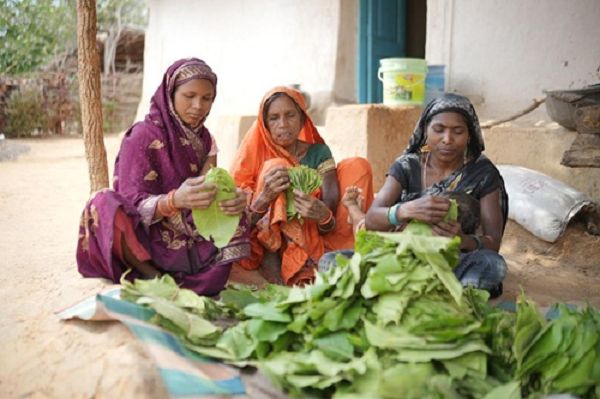 गाँव-गाँव इन दिनों तेंदूपत्ता संग्रहण का चल रहा सिलसिला