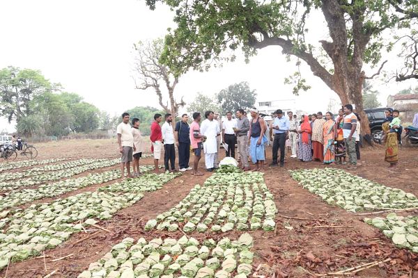 &rsquo;तेन्दूपत्ता संग्रहण में छत्तीसगढ़ ने बनाया नया रिकॉर्ड, अब तक 13.52 लाख मानक बोरा संग्रहित&rsquo;
