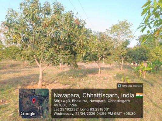 पर्यावरण दिवस पर सरगुजा का &rsquo;ग्रीन मैप&rsquo;: 4 विकासखंडों में लहलहा रहे 7400 फलदार पौधे