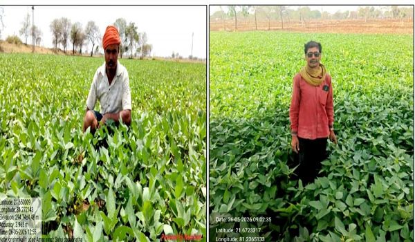 ग्रीष्मकालीन उड़द की खेती से आत्मनिर्भरता की ओर बढ़े कदम