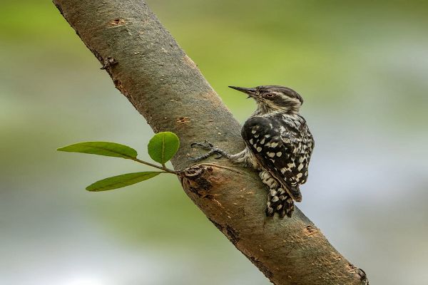  नवा रायपुर जंगल सफारी में दिखा भारत का सबसे छोटा कठफोड़वा
