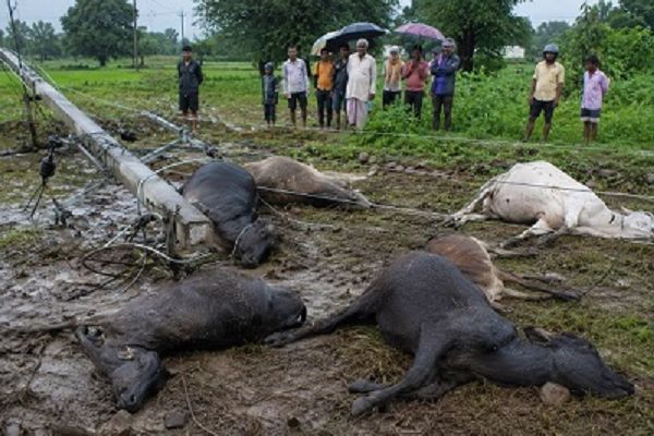 राजनांदगांव में करंट की चपेट में आने से 6 मवेशियों की मौत, बिजली व्यवस्था पर ग्रामीणों का आक्रोश