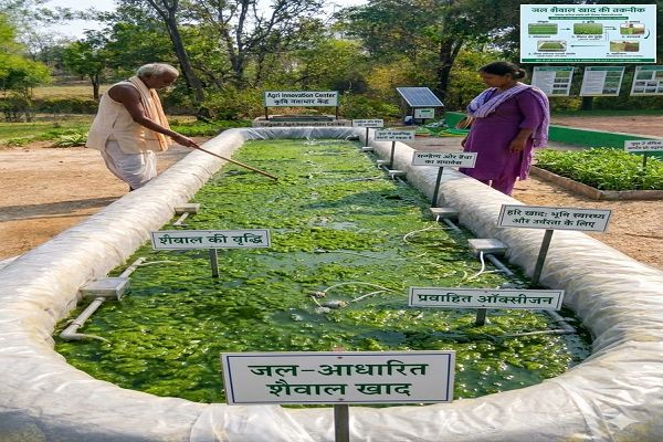 हरी खाद से कम होगी लागत और बढ़ेगी पैदावार