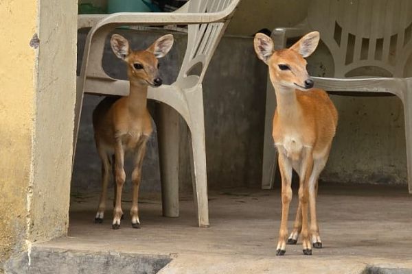 घायल चौसिंगा को मिला नया जीवन : फॉरेस्ट रेंजर की तत्परता से सफल रेस्क्यू    वन्यजीव संरक्षण की मिसाल