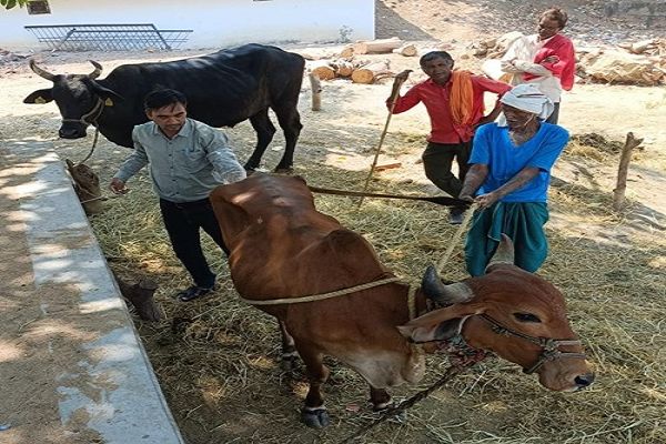 वैज्ञानिक पशुपालन से मिसाल बने धमतरी के धनऊ सोनकर