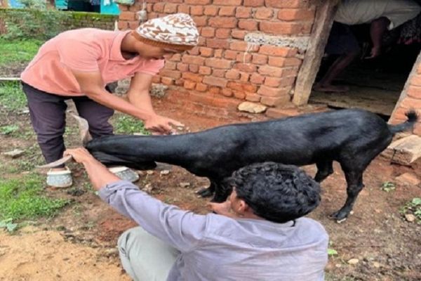 पशुधन विभाग ने घर घर जाकर पशुओं को लगाए ९२ हजार से अधिक टीके