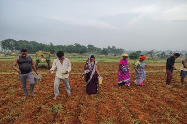 मूंग की उन्नत किस्म GAM-5 से बदलेगी क्षेत्र के किसानों की तकदीर