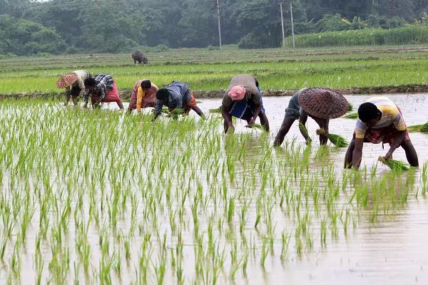  प्रदेश में खेती-किसानी का काम तेज़ी के साथ जारी