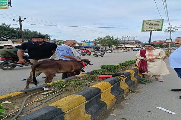 कलेक्टर के निर्देश पर सड़क पर घूमने वाले आवारा मवेशियों के विरुद्ध अभियान तेज