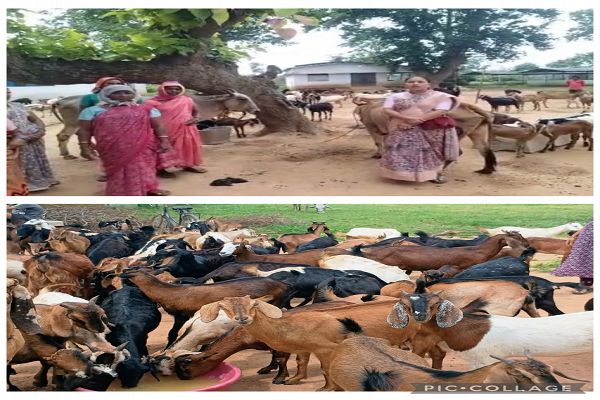 धमतरी : छिपली की दीदियों का कमाल, बकरी पालन से बढ़ी आय और मजबूत हुआ आत्मविश्वास