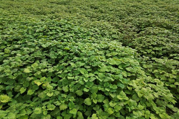 पचौली की खेती से किसानों की आय बढ़ाने की नई पहल