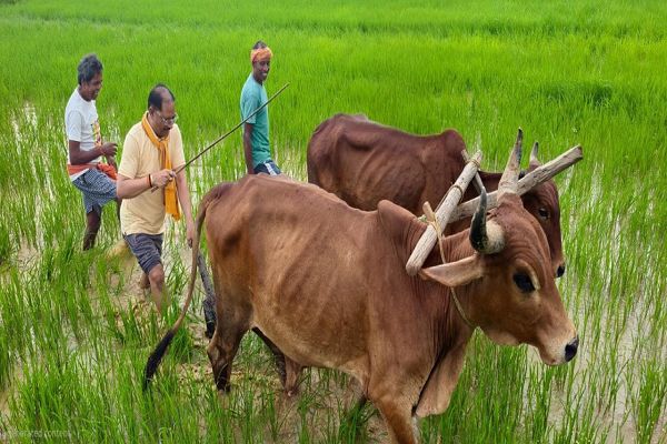 अपनी माटी और खेती-किसानी से मुख्यमंत्री श्री विष्णु देव साय का आत्मीय जुड़ाव