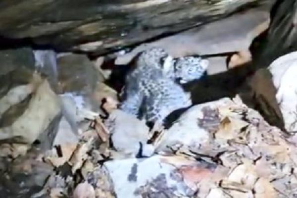 बस्तर में 48 घंटे का मिशन रीयूनाइट सफल, वन विभाग और ग्रामीणों के तालमेल से दो तेंदुआ शावकों को मिला मां का आंचल