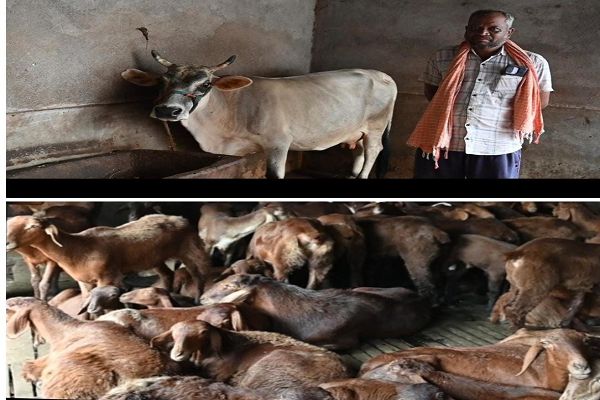 संघर्ष से समृद्धि की ओर : बरमकेला के विद्याधर यादव ने भेड़ और गाय पालन से गढ़ी स्वरोजगार की नई इबारत